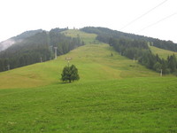 /Bilder/Orte/Tour2006/alm_kühe.jpg