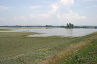 Flut Feld